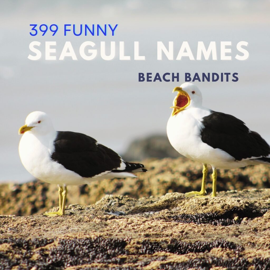 Seagull Names